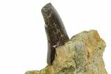 Serrated Tyrannosaur Tooth In Rock - Two Medicine Formation #145028-1